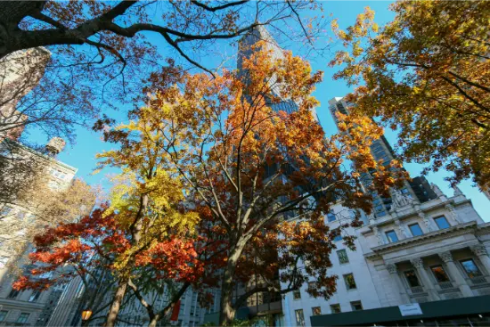 Foliage a Central Park 2026: dove vedere i colori più belli e itinerario a piedi